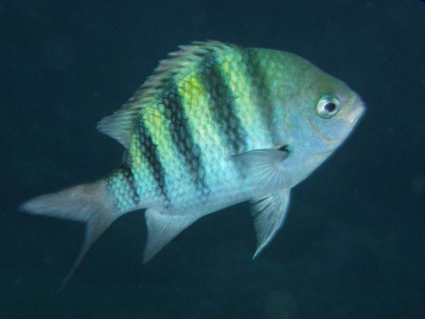 Sergent major Sergeant major Abudefduf saxatilis